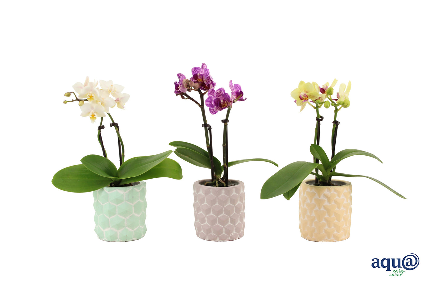 Phalaenopsis mix 17cm 6cm Pot