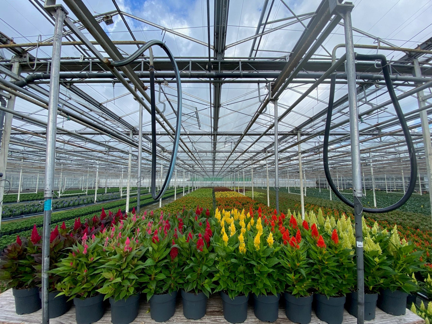 Celosia mixkar 40cm 17cm Pot