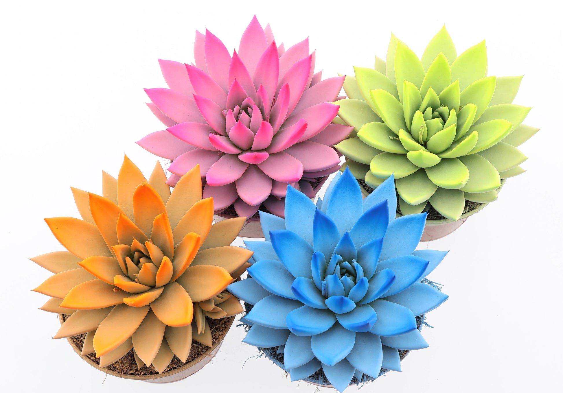 Rainbow spring mix 18cm 15cm Pot