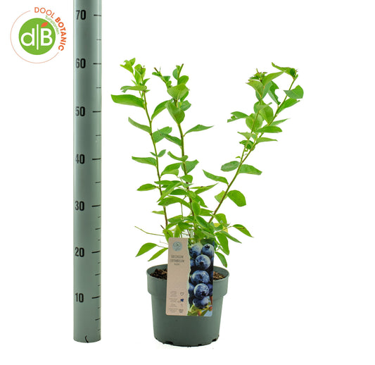Vaccinium corymbosum ("Blueberry") 40cm 19cm Pot