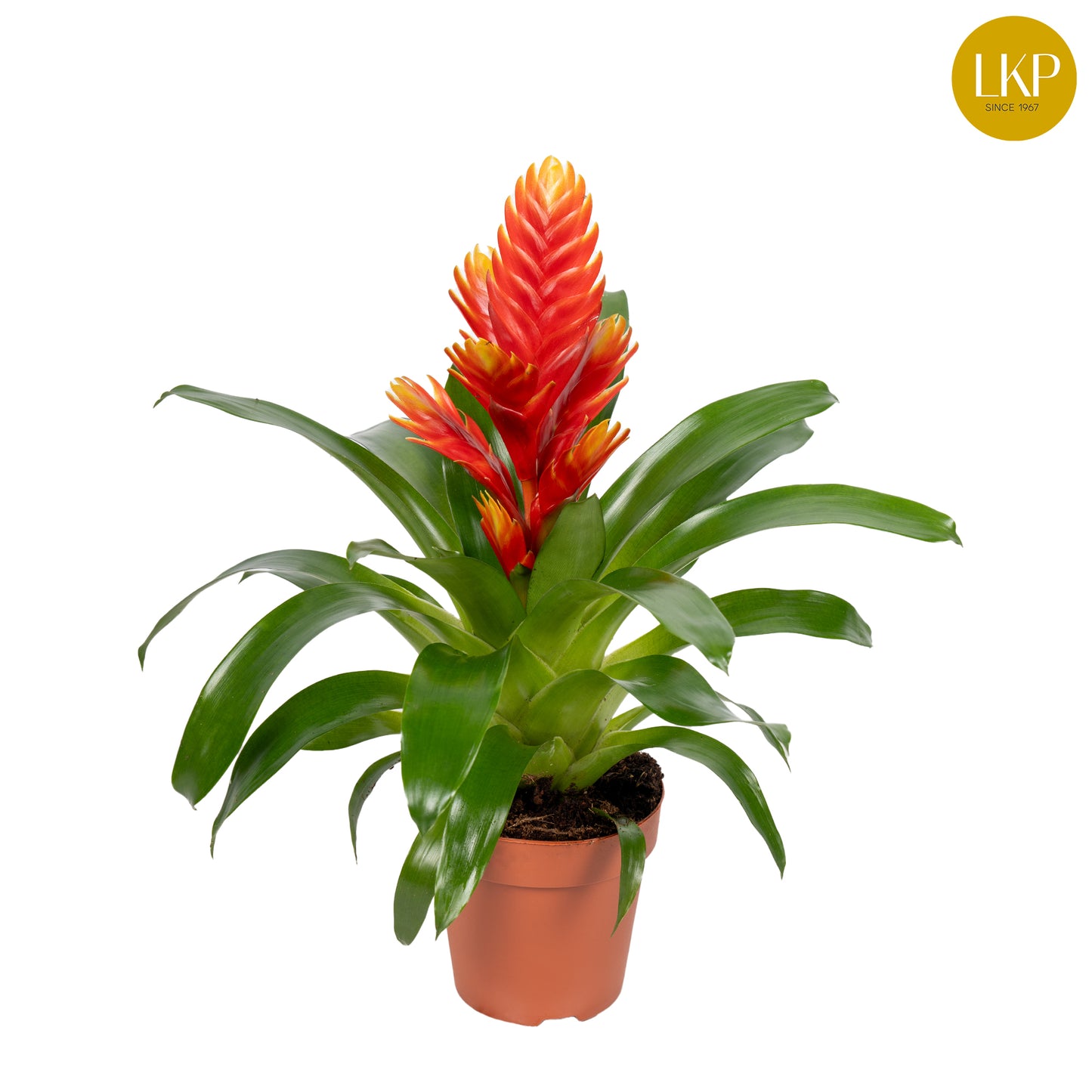 Vriesea Intenso Peach 45cm 12cm Pot