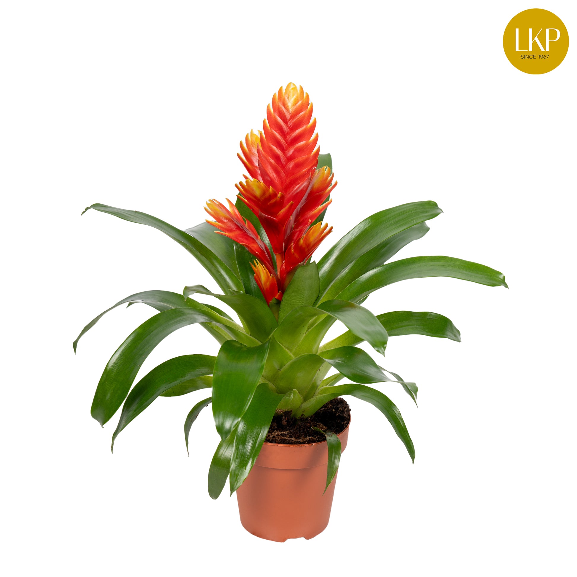 Vriesea Intenso Peach 45cm 12cm Pot
