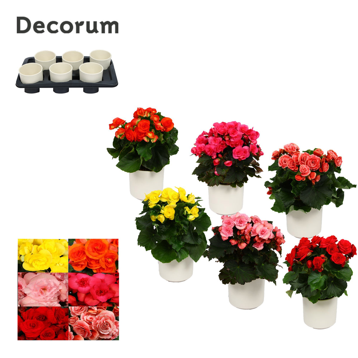 Begonia elatior  mix 32cm 13cm Pot