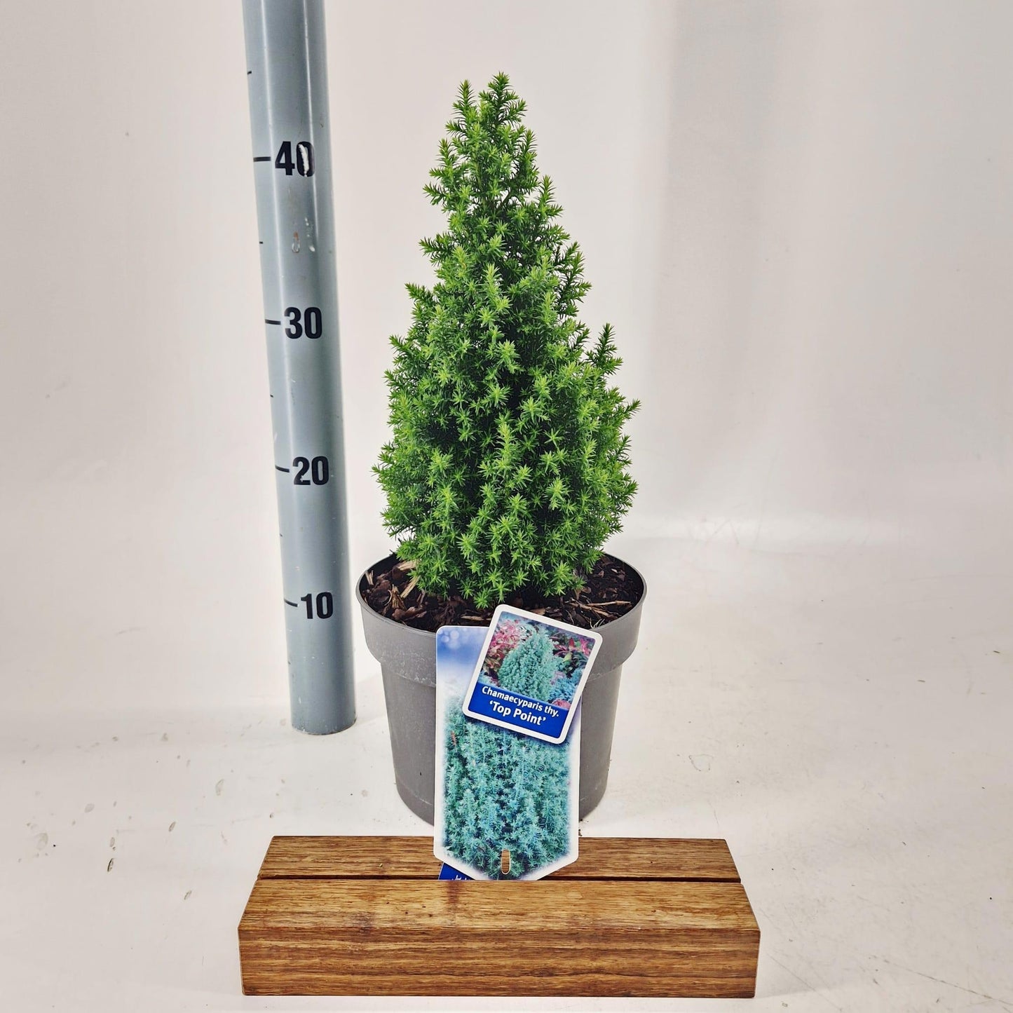 Chamaecyparis thy. Top Point 40cm 19cm Pot