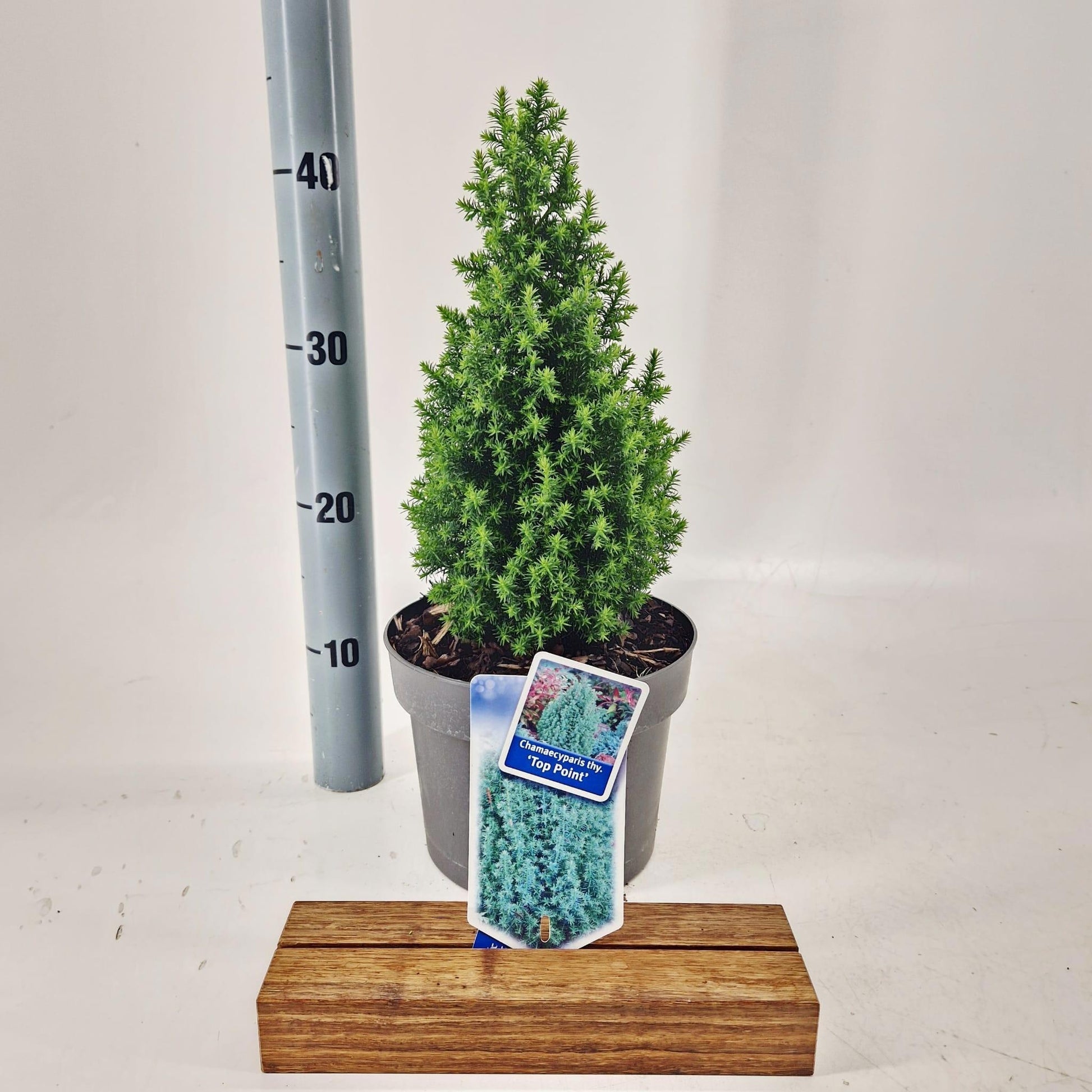 Chamaecyparis thy. Top Point 40cm 19cm Pot