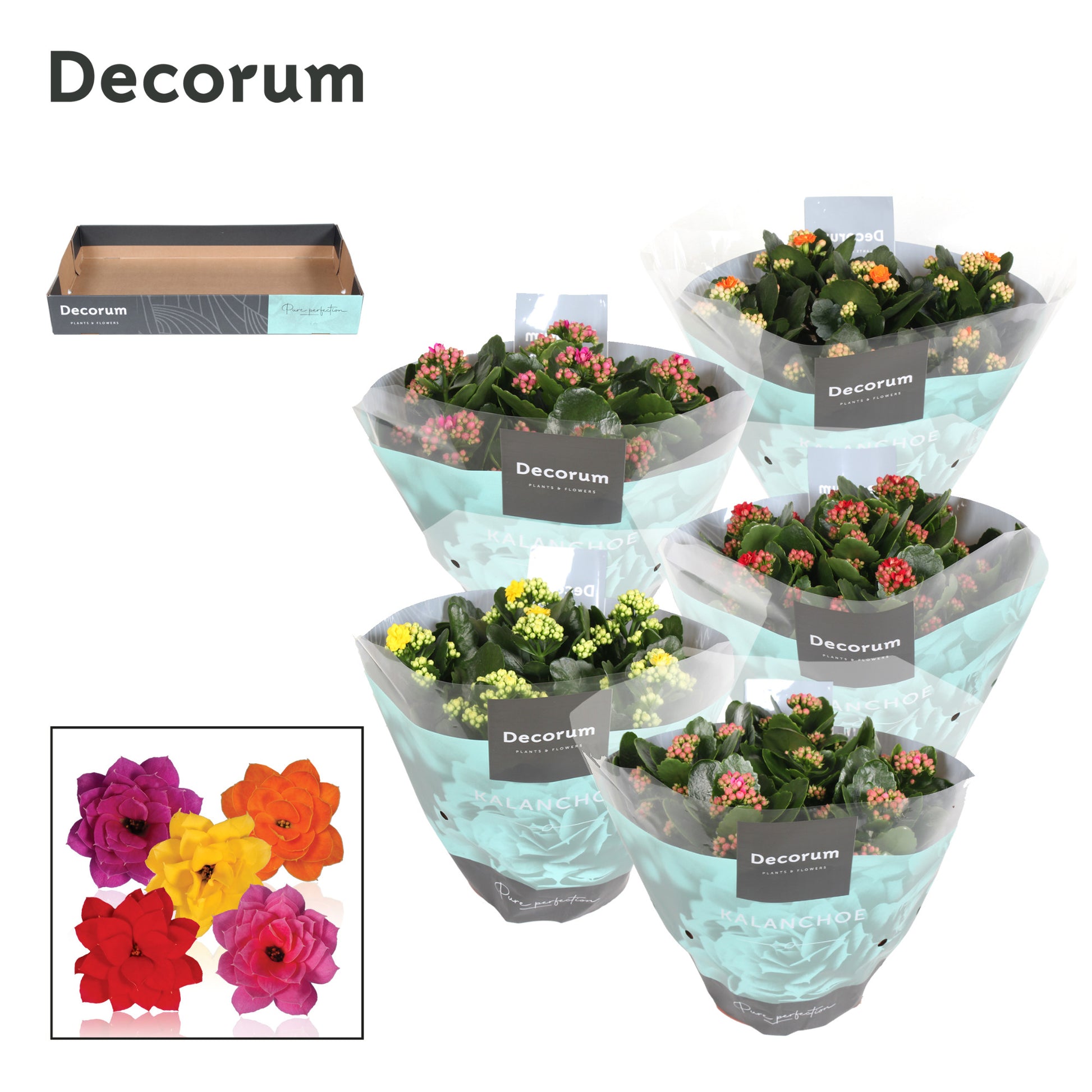 Kalanchoe mix Decorum 28cm 23cm Pot