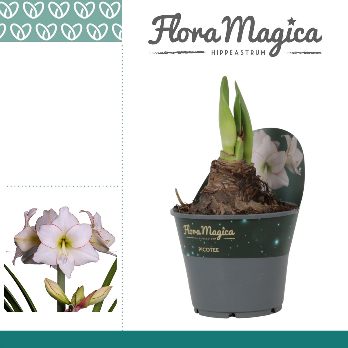Hippeastrum Hybrid 25cm 14cm Pot