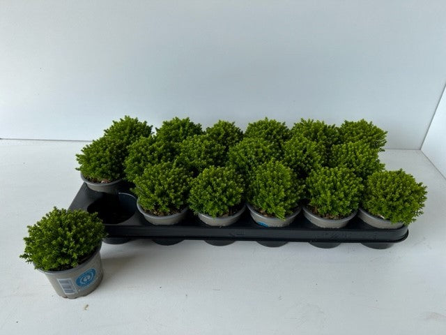 Hebe Emerald Groen 10cm 9cm Pot