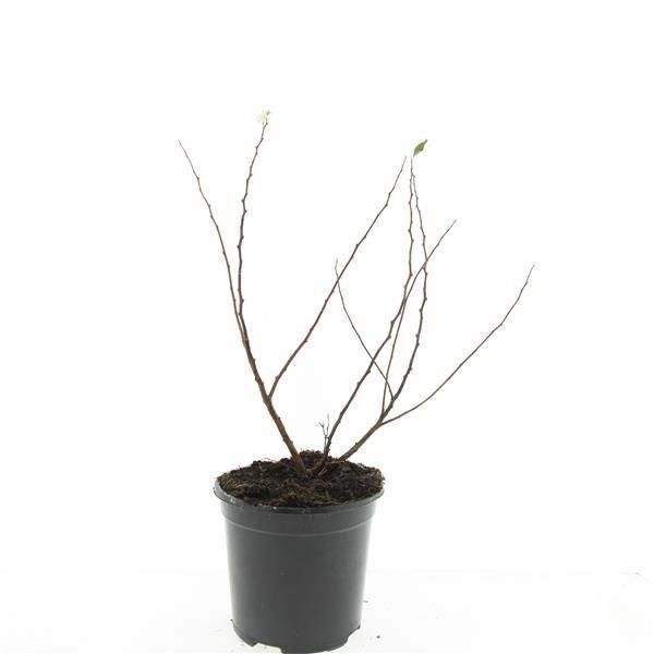 Spiraea betulifolia 10cm 14cm Pot