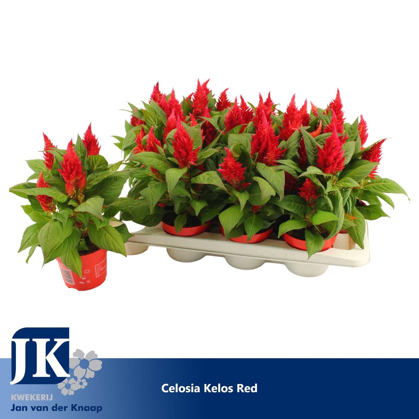 Celosia Kelos Fire Red 30cm 12cm Pot