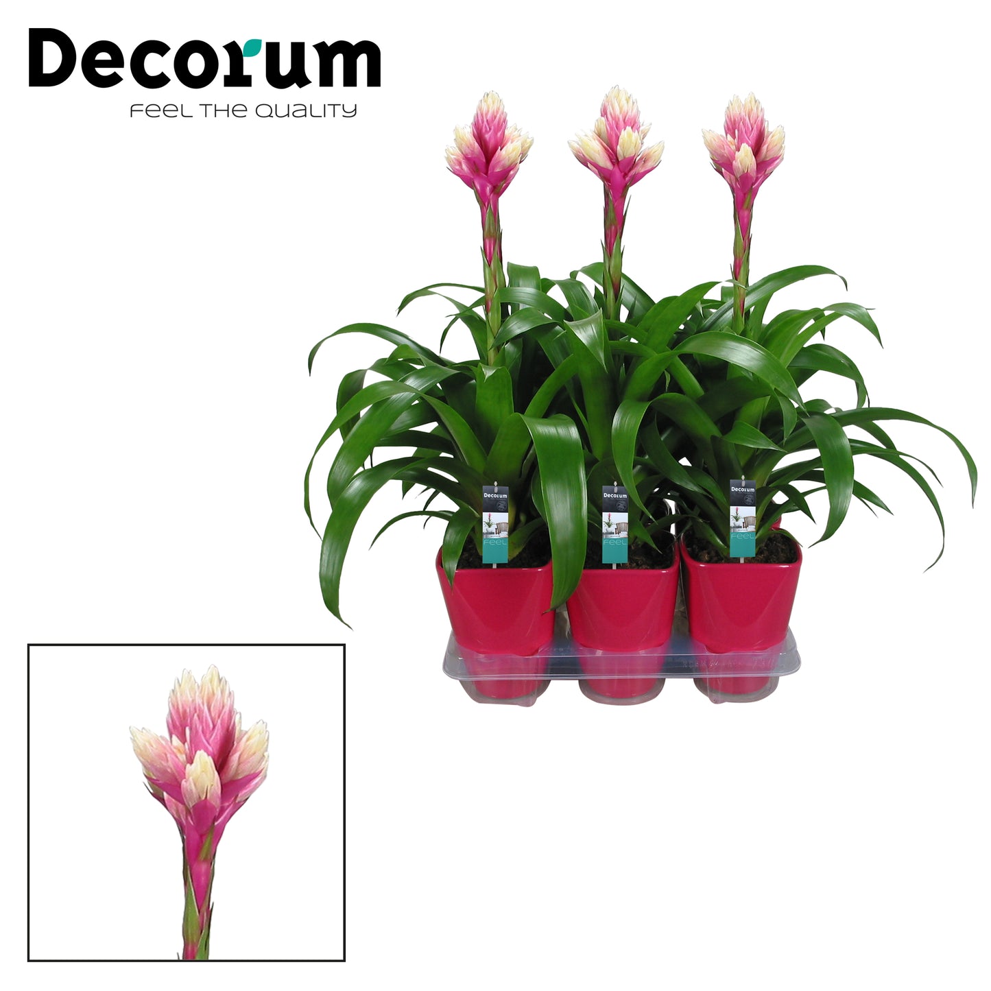 Guzmania Candy 55cm 14cm Pot