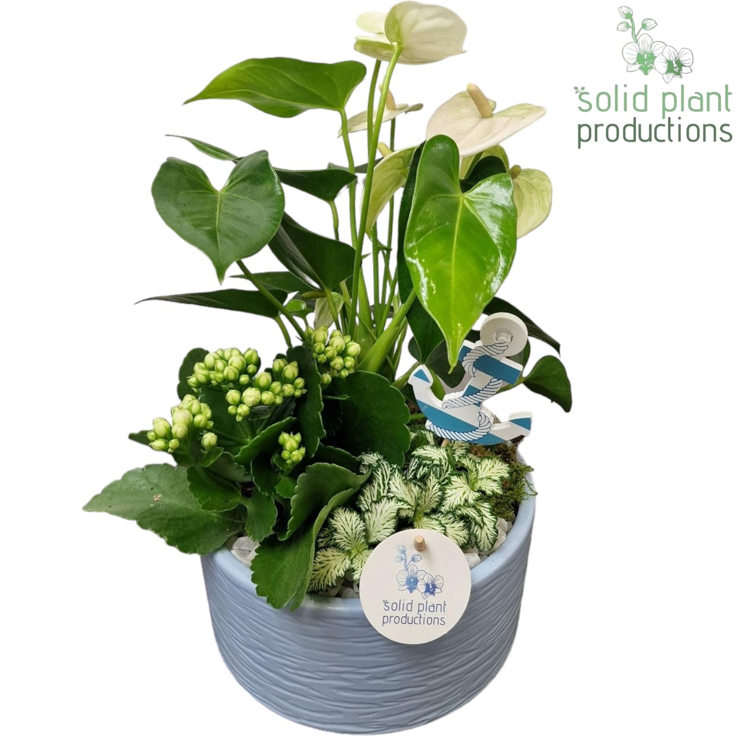 AT003 Loes Blue Anthurium 42cm 22cm Pot