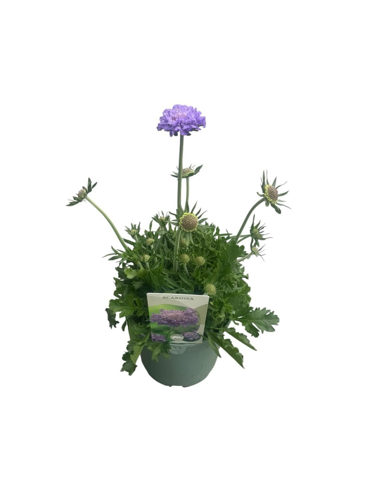 Scabiosa Butterfly Blue 35cm 17cm Pot