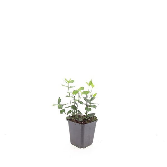 Euonymus Coloratus 15cm 9cm Pot