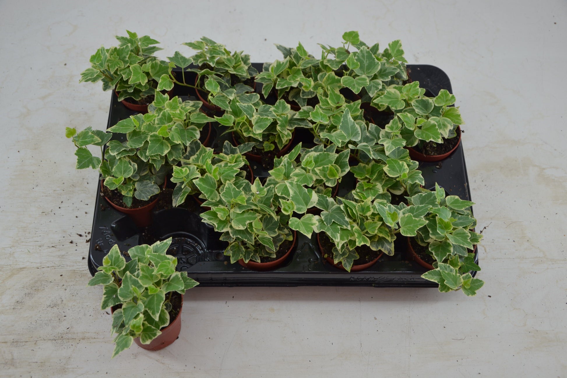 Schoenmakers Verkoop BV Hedera helix variegated Pack of 16