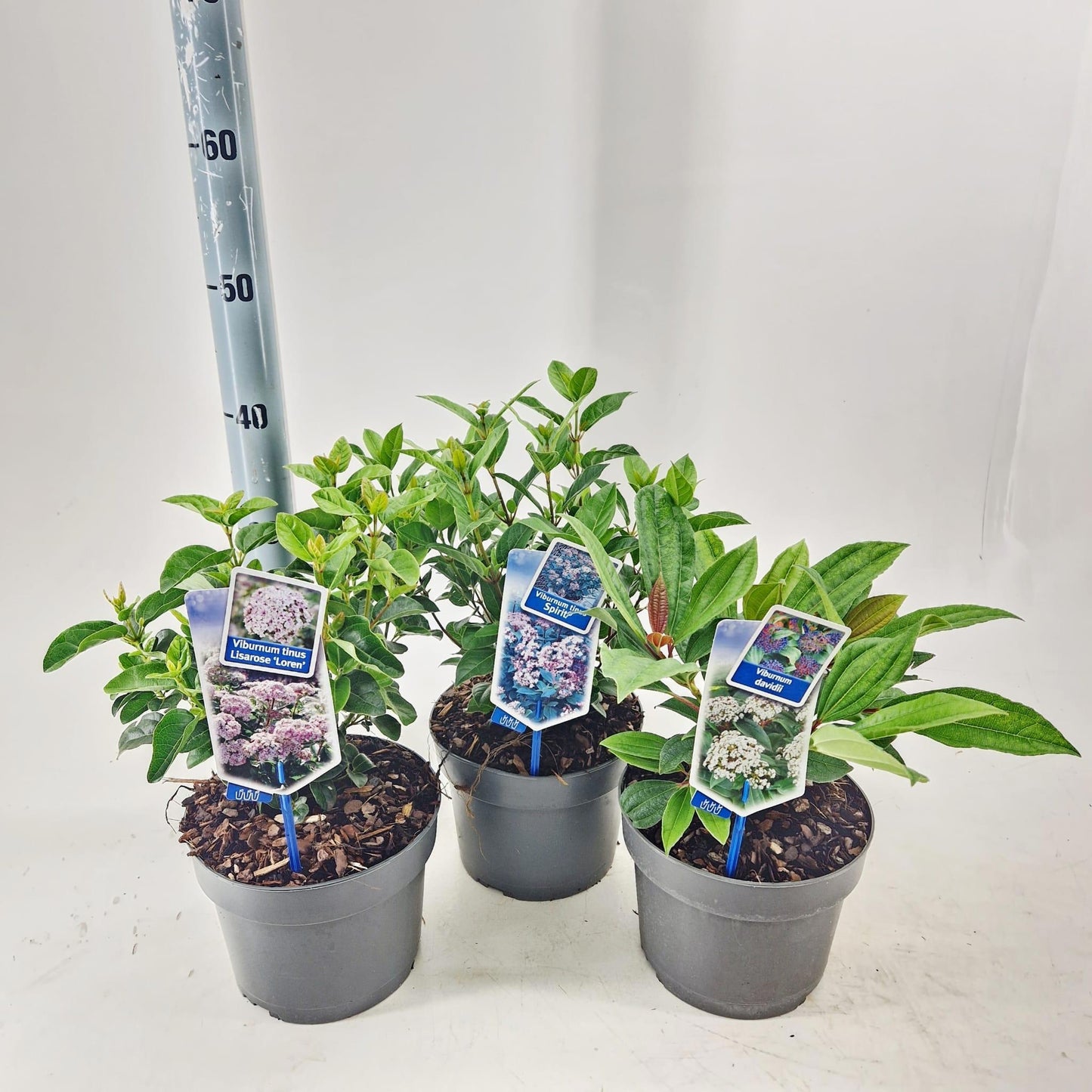 About Plants Zundert BV Viburnum tinus mix Pack of 3