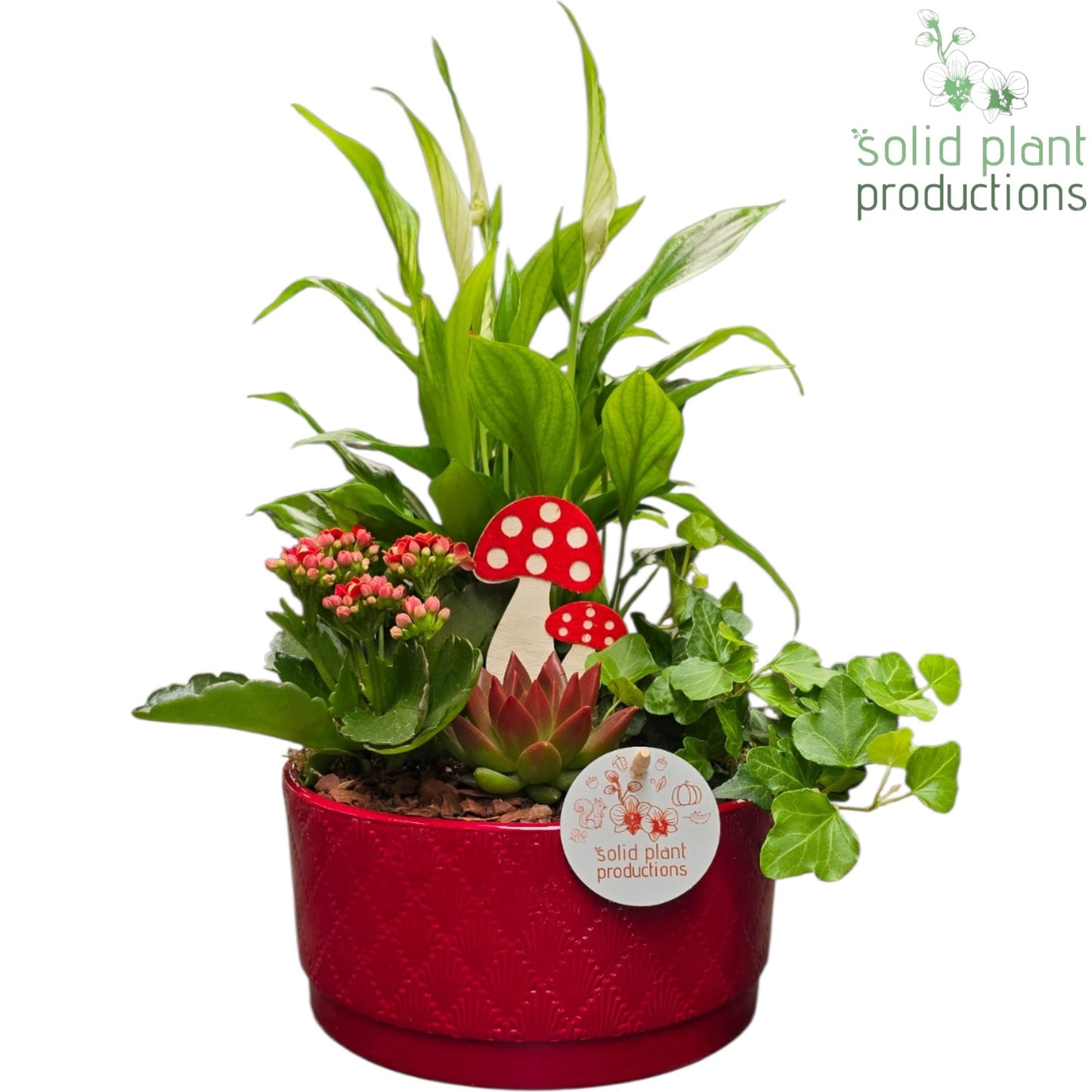 Solid Plant Productions SE003 Loes Red Echeveria Pack of 3