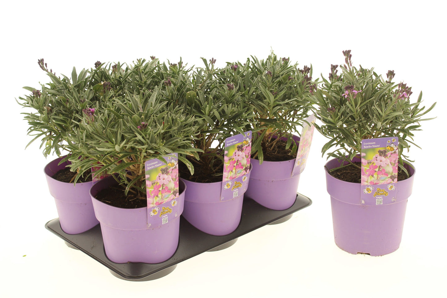 Erysimum liniflorum Bowles Mauve 30cm 15cm Pot