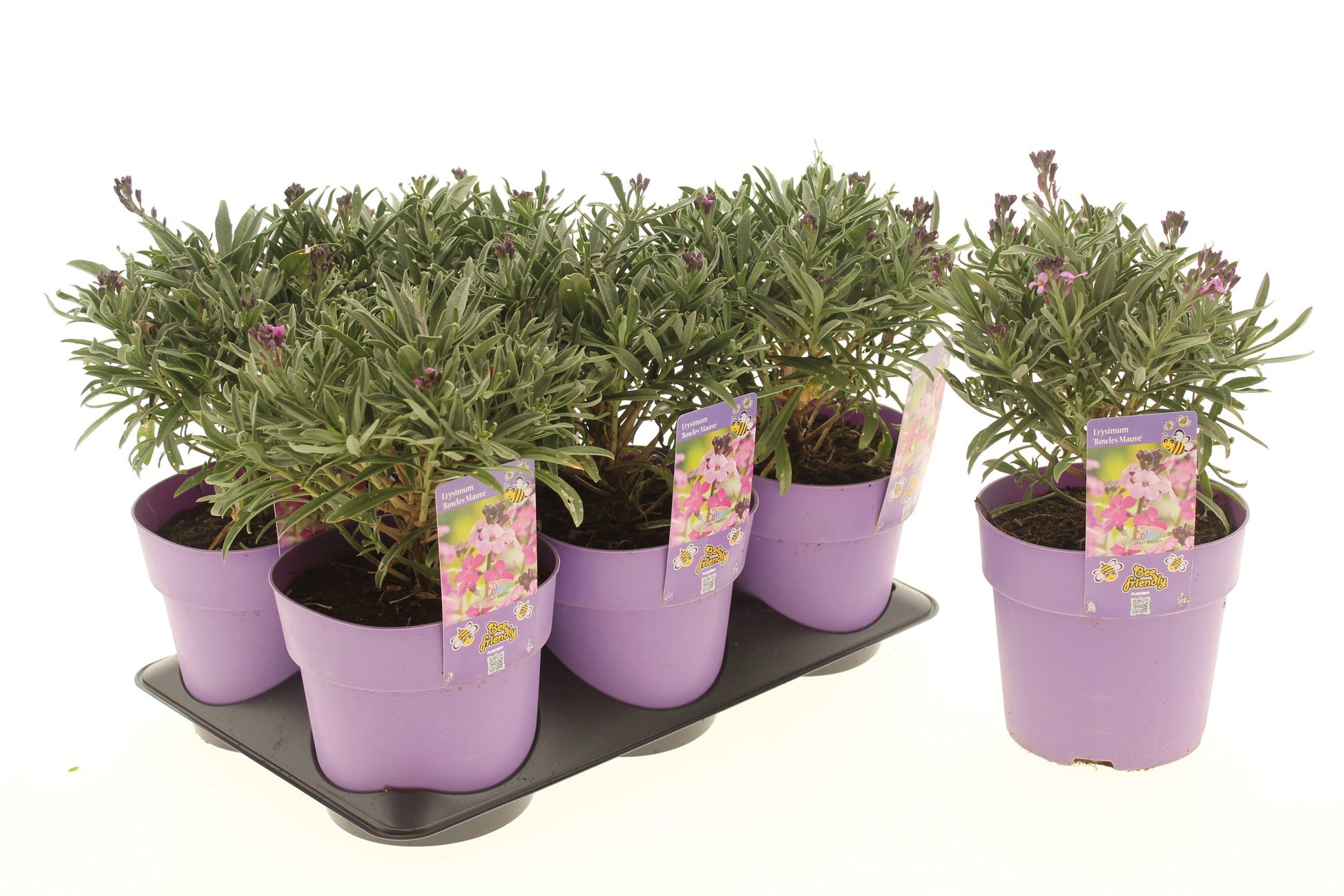 Erysimum liniflorum Bowles Mauve 30cm 15cm Pot