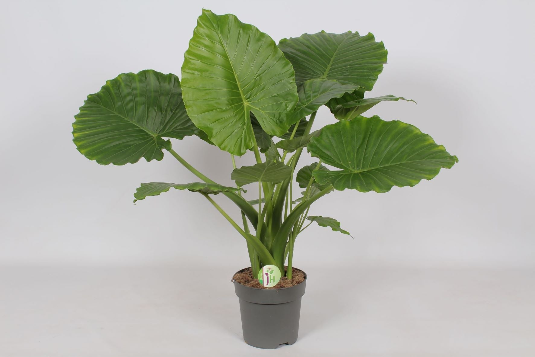 Alocasia gag. California 95cm 21cm Pot