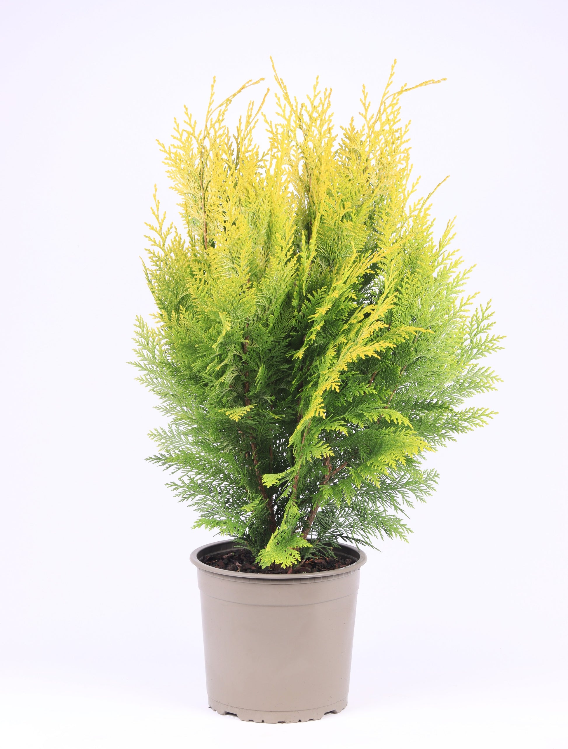 Chamaecyparis Ivonne 65cm 23cm Pot