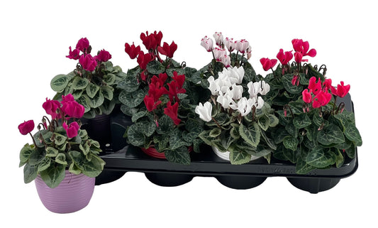 Cyclamen Verano Mix 19cm 10cm Pot