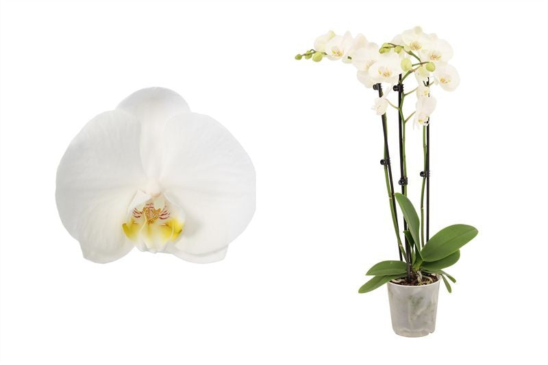 Phalaenopsis white 55cm 12cm Pot