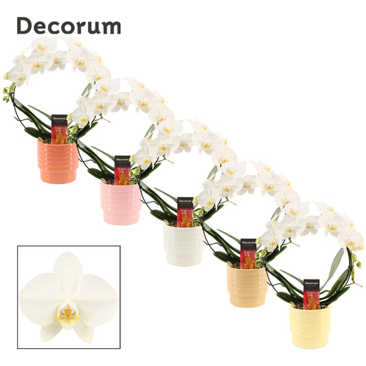 Phalaenopsis white 45cm 12cm Pot