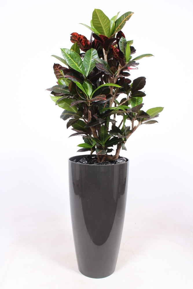 Codiaeum Petra 140cm 33cm Pot