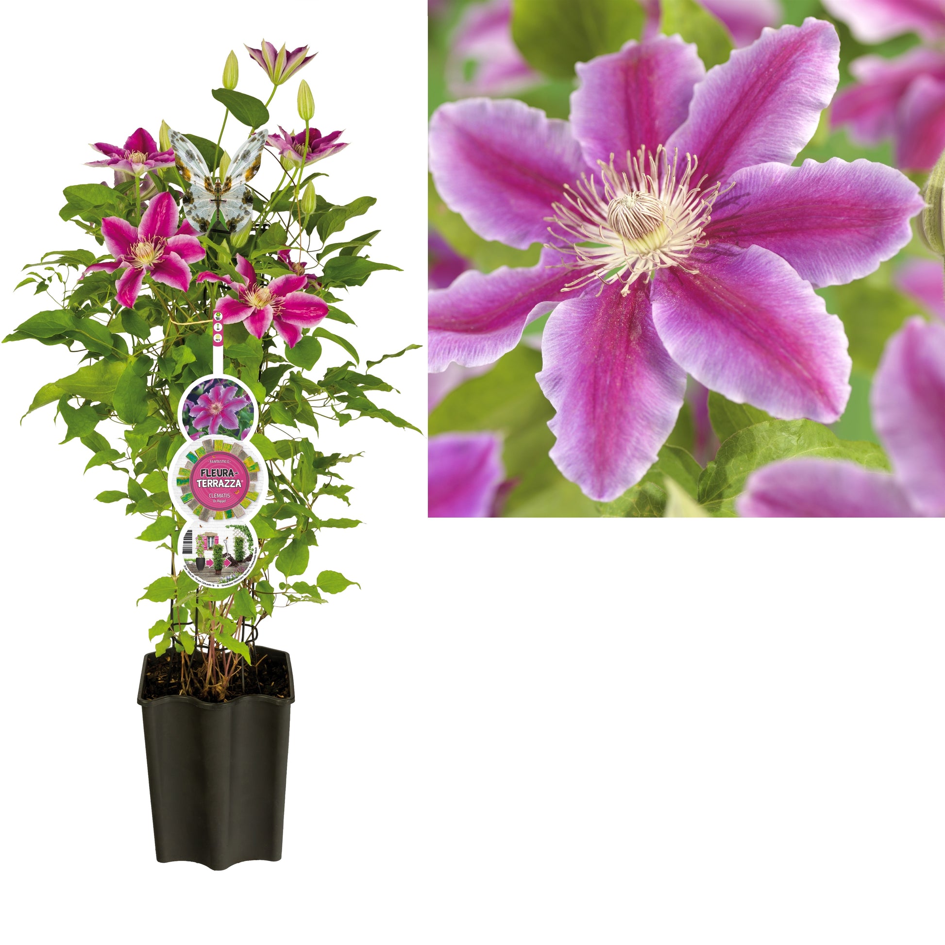 Clematis Dr Ruppel 75cm 19cm Pot