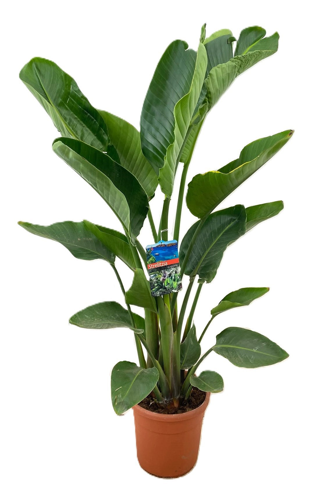 Strelitzia nicolai 150cm 27cm Pot