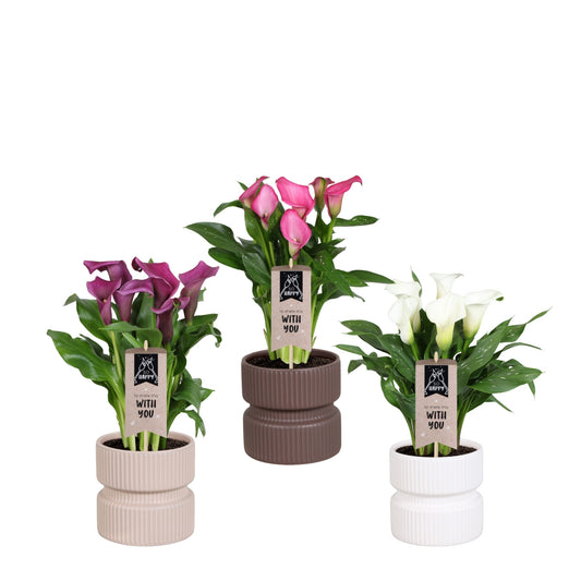 Zantedeschia mix keramiek 40cm 14cm Pot