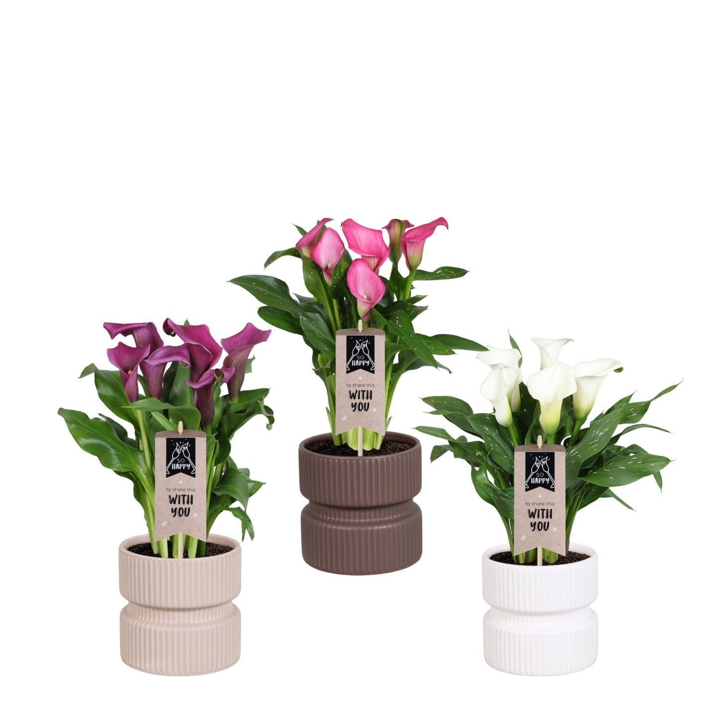 Zantedeschia mix 40cm 14cm Pot