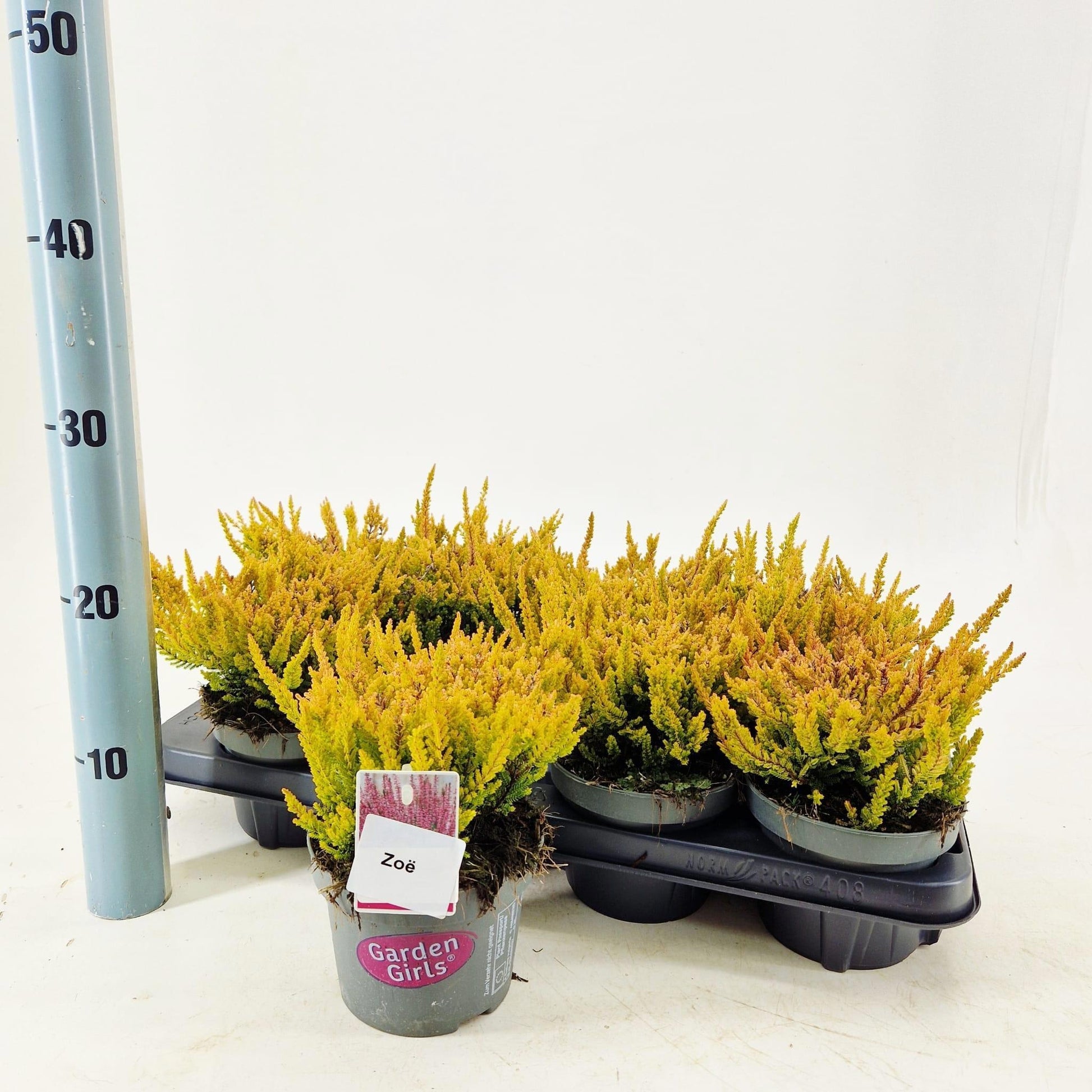 Calluna Garden Girls mix 25cm 13cm Pot