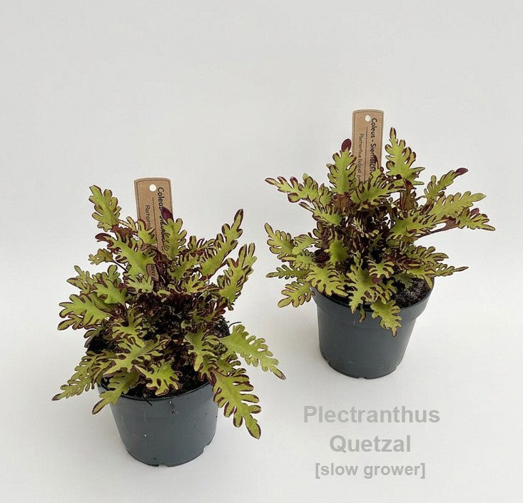 Coleus scutellarioides 20cm 12cm Pot