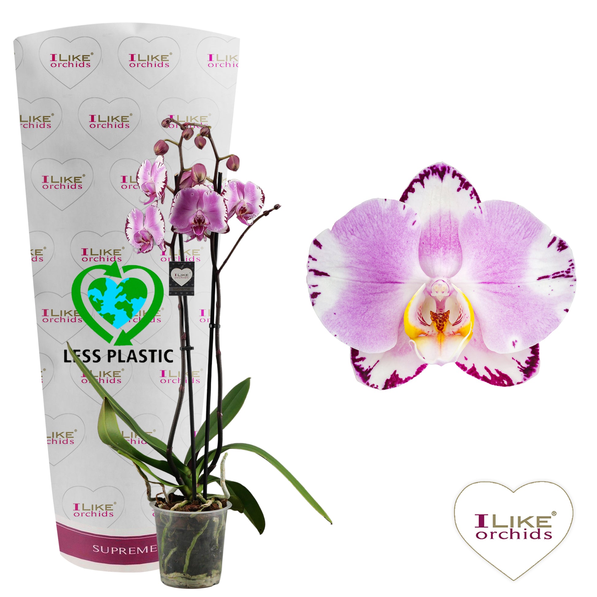Phalaenopsis Art Nouveau 55cm 12cm Pot