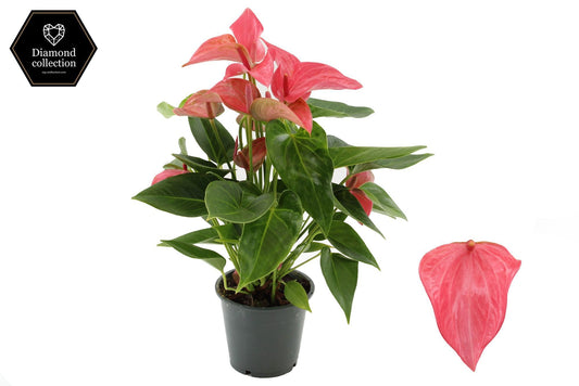 Anthurium Romantico 40cm 12cm Pot
