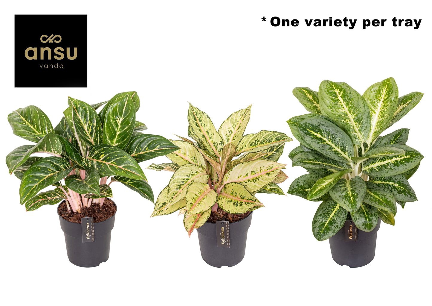 Aglaonema mix 55cm 19cm Pot