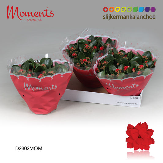 Kalanchoe Secret Red 28cm 23cm Pot