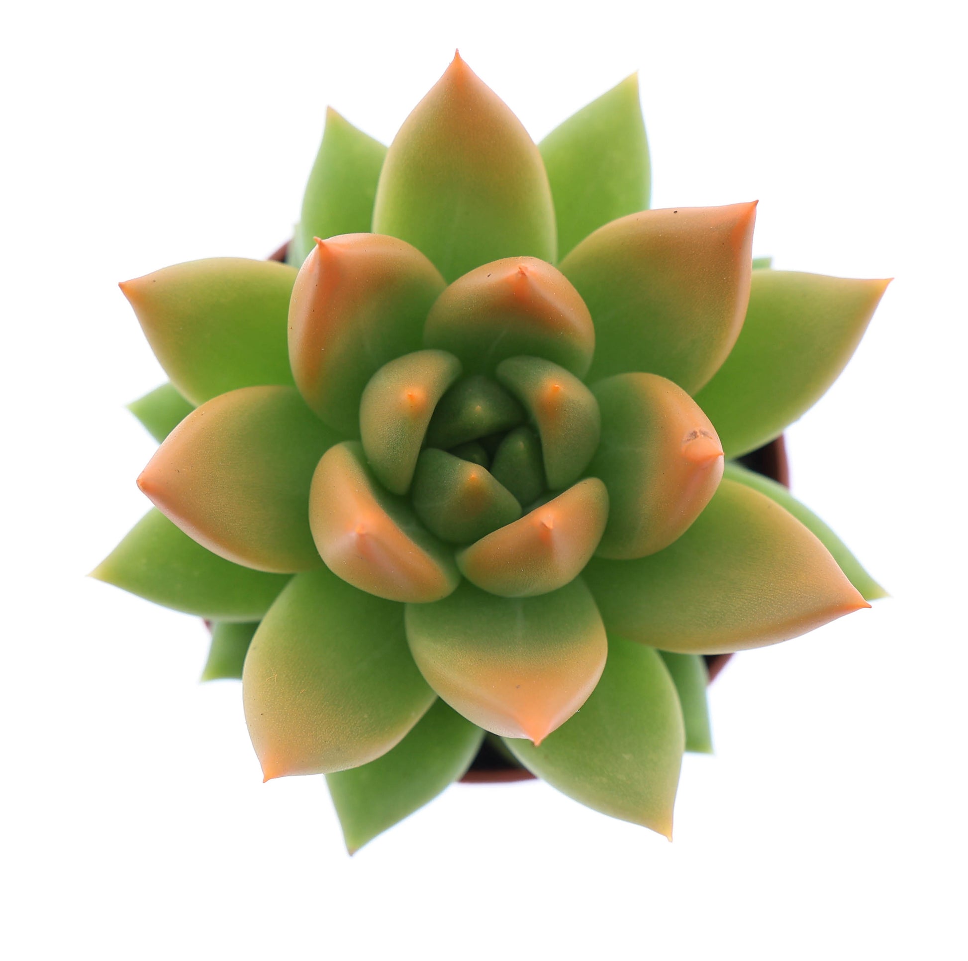 Miranda tips orange 8cm 505cm Pot