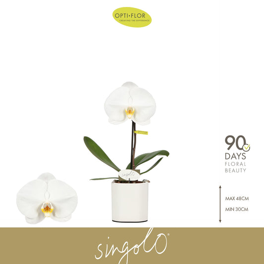 Phalaenopsis Singolo Tosha (+ drp.ceramic) 40cm 9cm Pot
