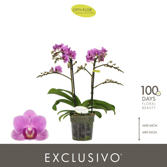 Phalaenopsis Exclusivo Violet Queen 45cm 12cm Pot