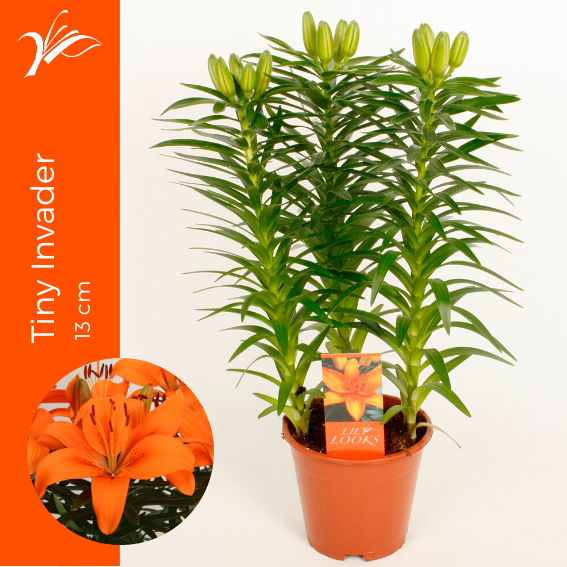 Wetering Potlilium BV Lilium az. Tiny Invader Pack of 9