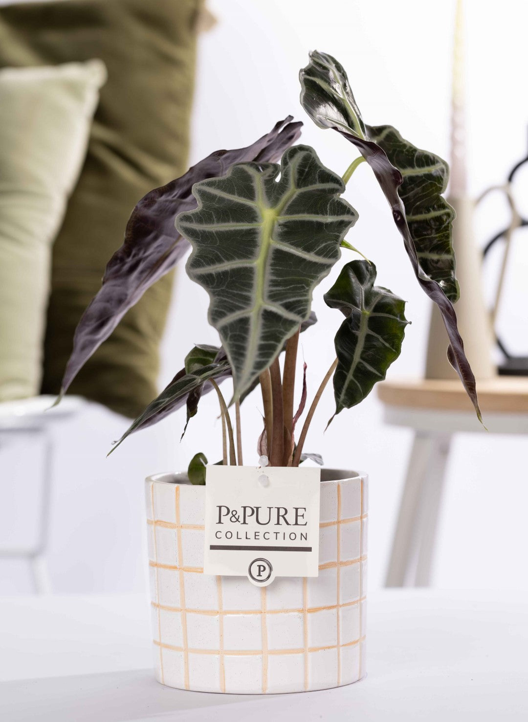 Alocasia amazonica 40cm 12cm Pot