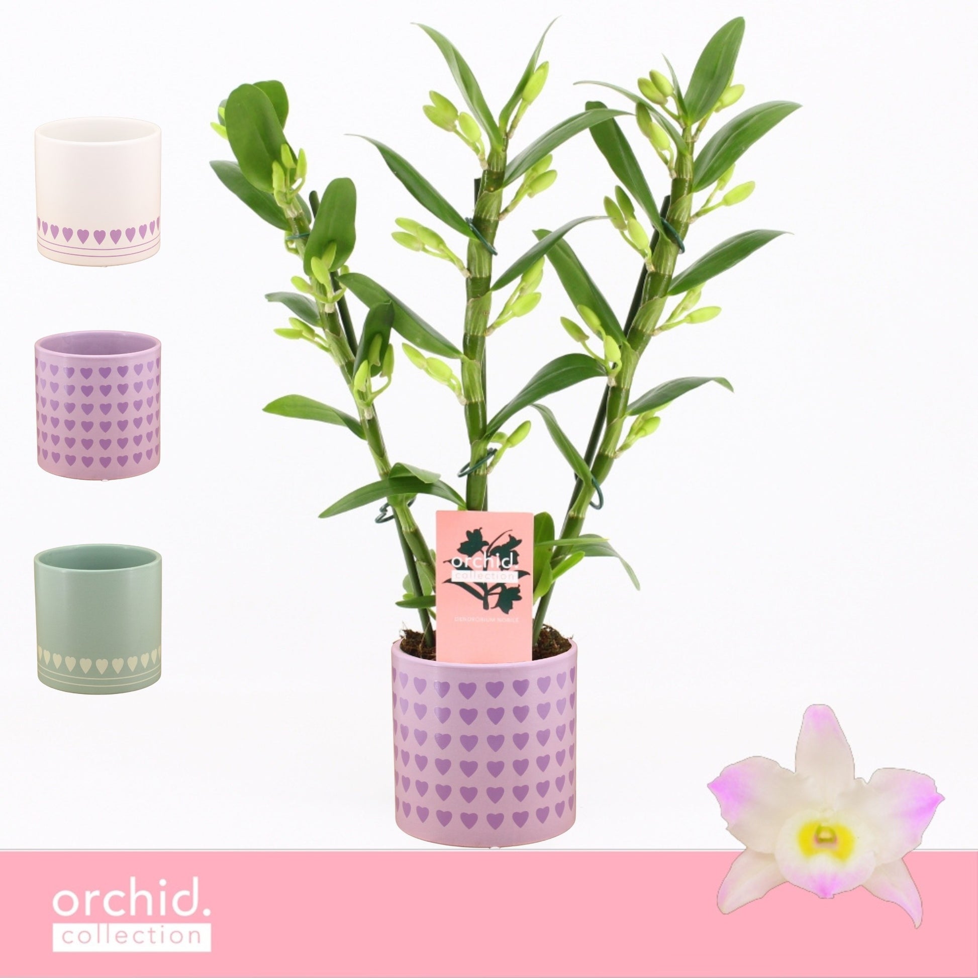 Dendrobium Kumiko 40cm 12cm Pot