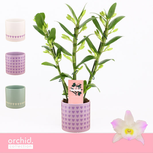 Dendrobium Kumiko 40cm 12cm Pot