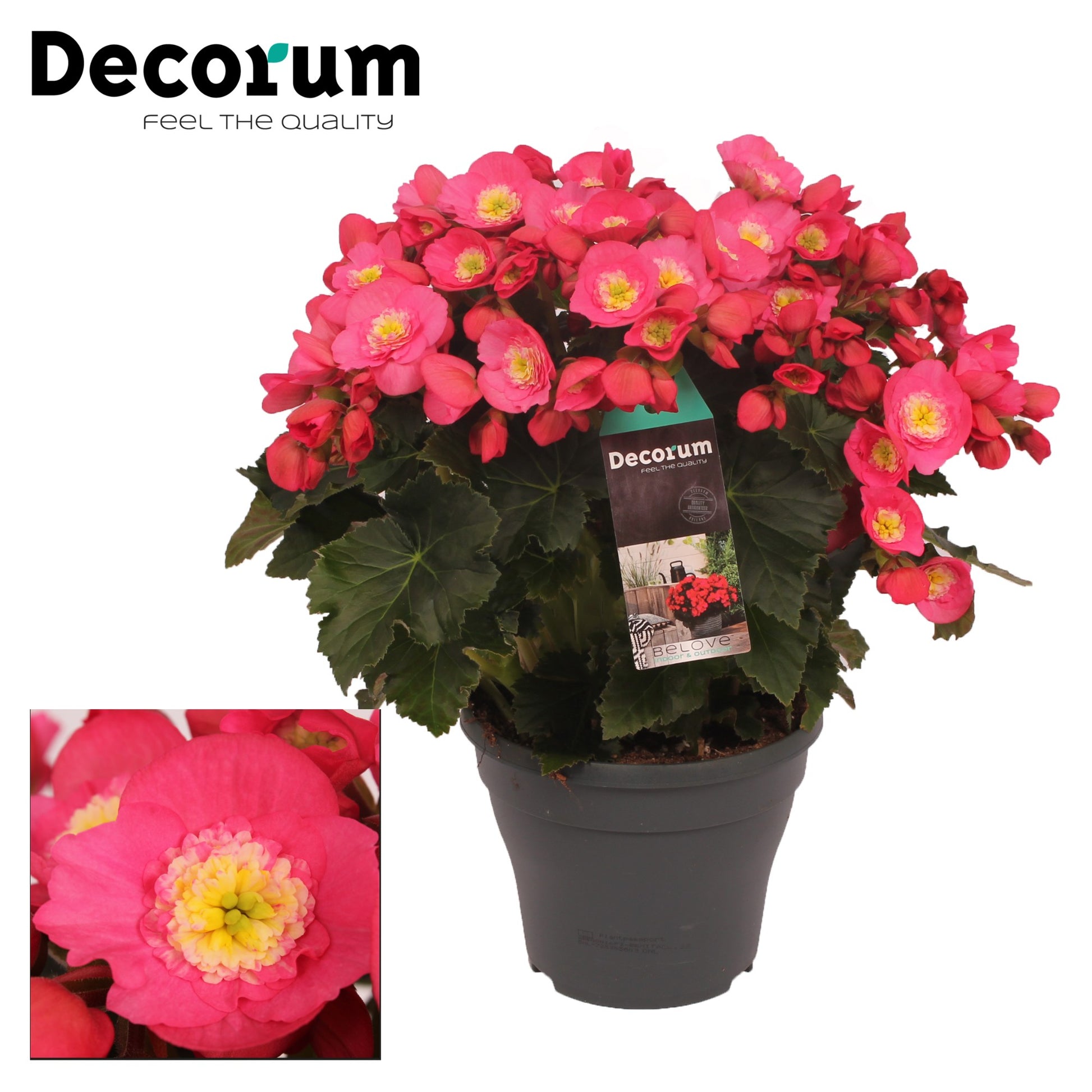 Have BV. J.&.P. ten Begonia Belove Rose Pack of 3