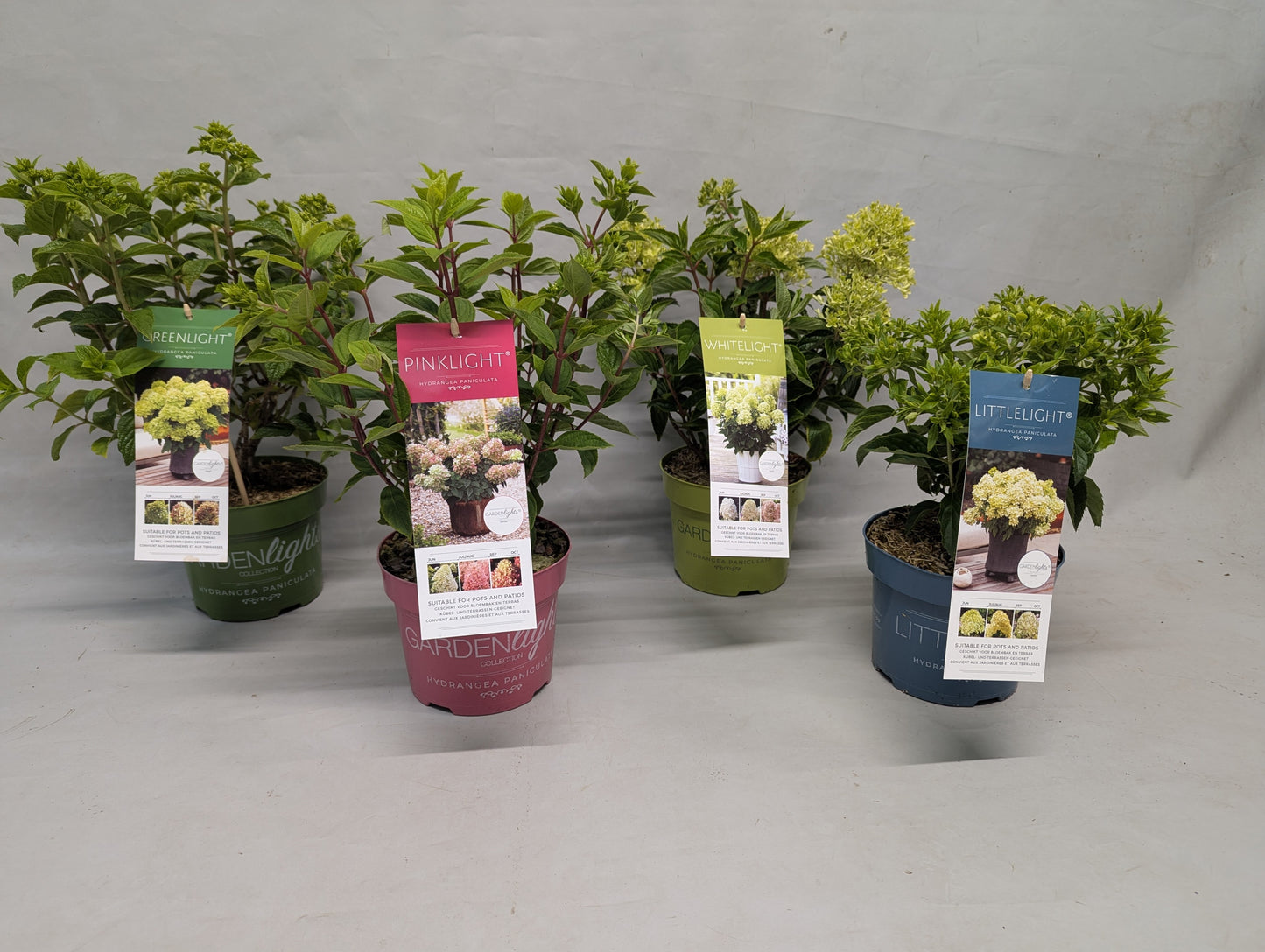 Hydrangea paniculata 40cm 17cm Pot