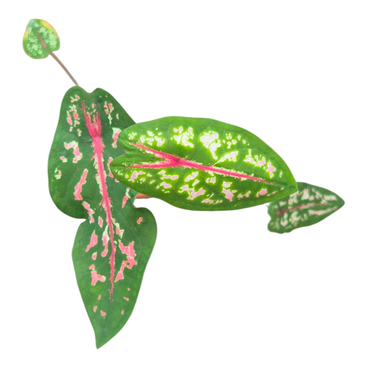 Caladium Carolyn Whorton 25cm 7cm Pot