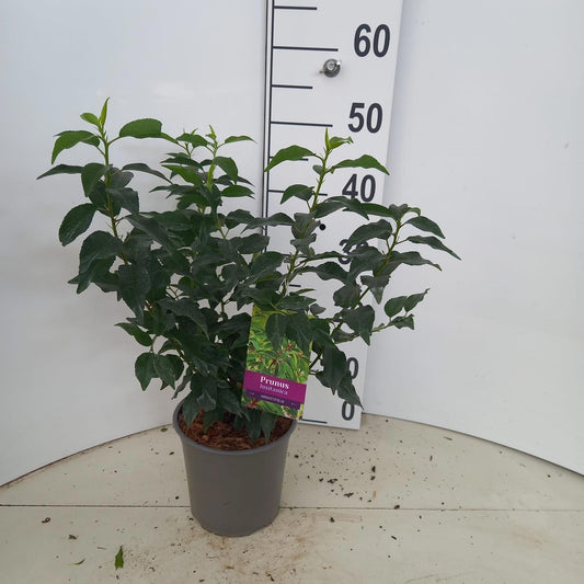 Prunus lusitanica Angustifolia 45cm 17cm Pot